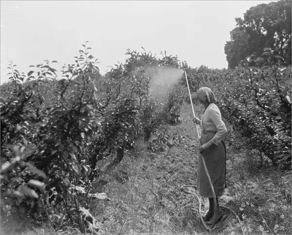 Women working in the orchard, spraying the trees, at East Malling Research Station