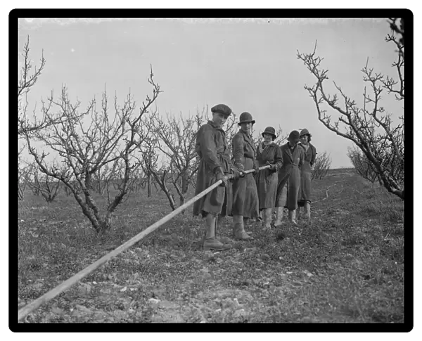Laying pipe lines for spraying fruit trees at Farningham, Kent. 1938