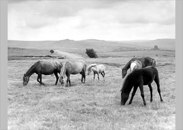 Devon - Dartmoor ponies
