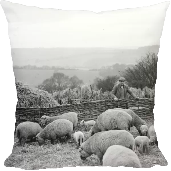 Lambing, Farningham. 1934