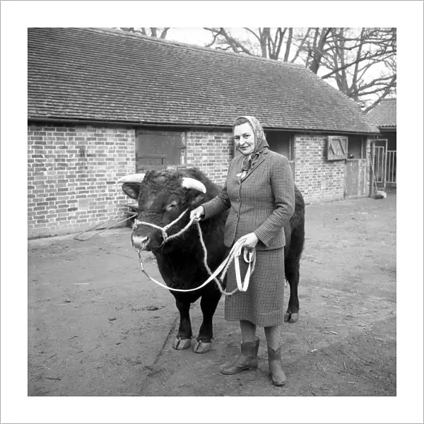 Mrs O M Fenwick with Watstock Despot a pedigree Sussex bull. Watstock Farm, Chiddingstone