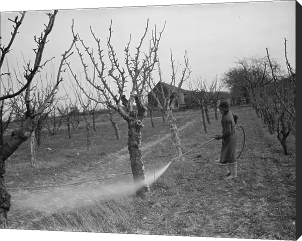 Spraying fruit trees against pests at Farningham, Kent. 1938