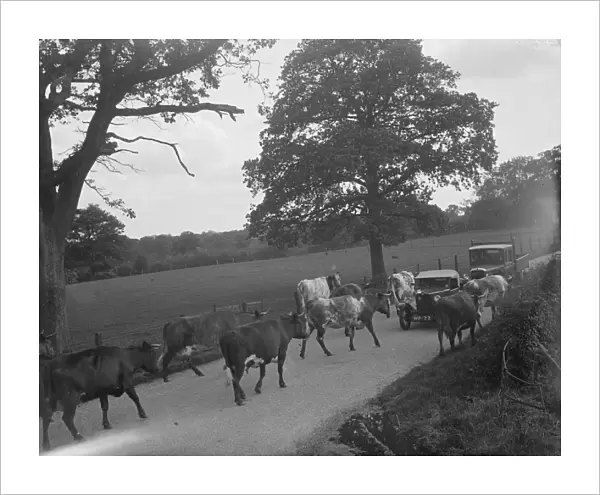 Cows on the road in Charing, Kent. 1936