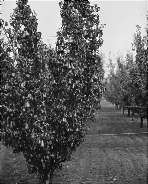 Pear trees at the East Malling Research Station open day in Kent. 1938