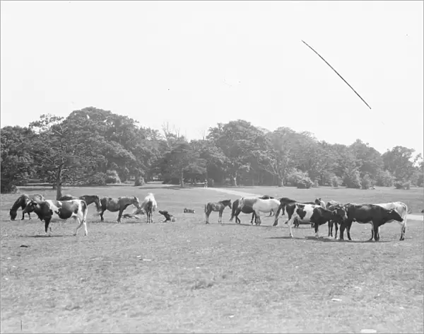 Scenes in the New Forest. 1925