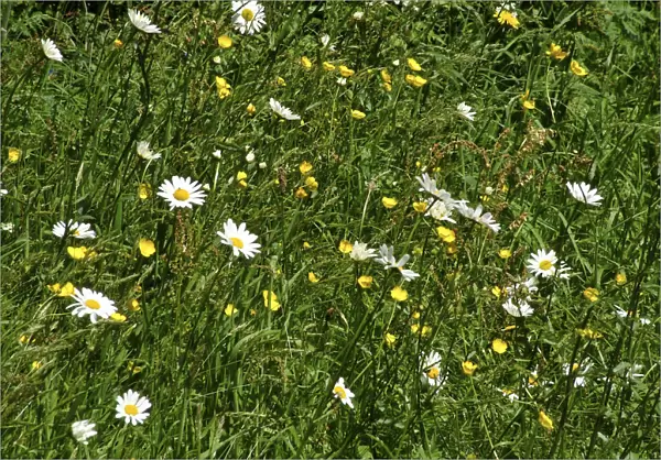Daisies and buttercups in long grass in churchyard. Sussex, England UK credit