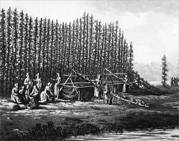 Hop picking 200 years ago Hop gathering - old style - is pictured in this eighteenth