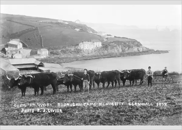 Oxen at work, Mevagissey, Cornwall. 1892
