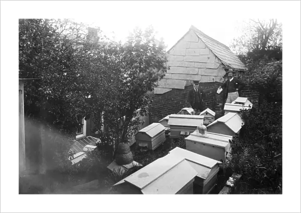 Beehives and beekeepers, unidentified location, Cornwall. Early 1900s