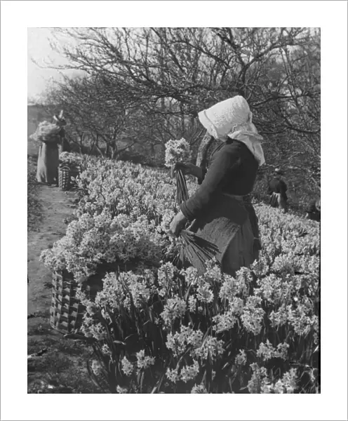 Flower picking in West Cornwall or the Isles of Scilly, Cornwall. 1890s
