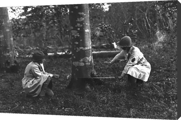 Members of the First World War Womens Land Army engaged in tree felling in Cornwall. May 1918