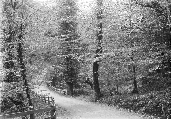 Lamorran Wood, Cornwall. Probably 1920s-1930s