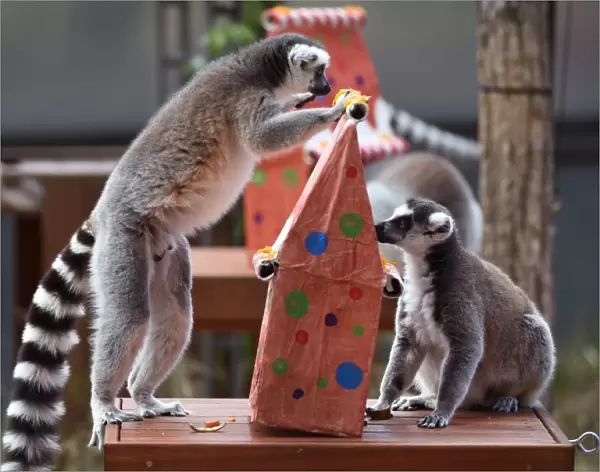 Australia-Animal-Lemur