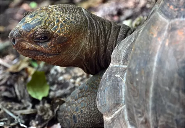 Tanzania-Zanzibar-Animal-Tortoises