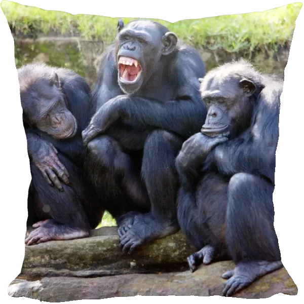 Australia-Animals-Chimpanzee