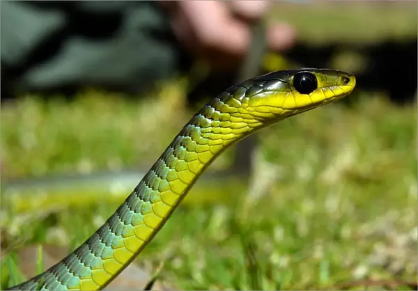 Douniamag-Australia-Lifestyle-Wildlife-Animals-Snakes
