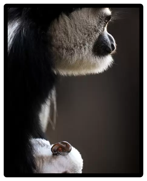 Australia-Animal-Monkey-Colobus