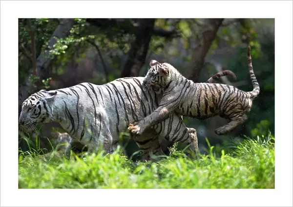 India-Animal-Tiger-Zoo
