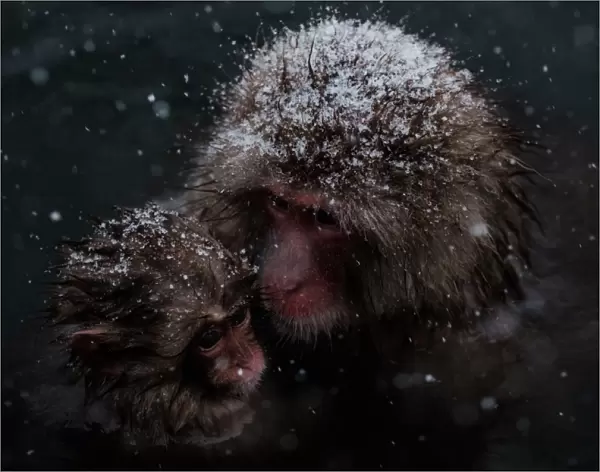 Japan-Nature-Snow Monkey