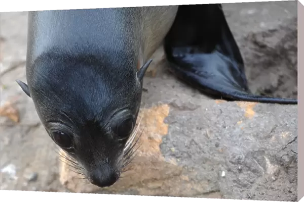 New Zealand-Wildlife-Feature-Seal