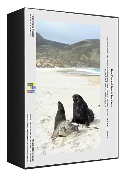 New Zealand-Beach-Sea Lions