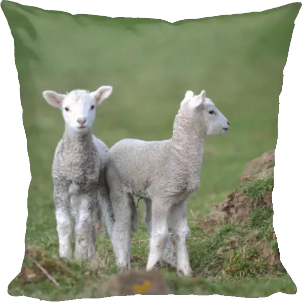 New Zealand-Animal-Lambs