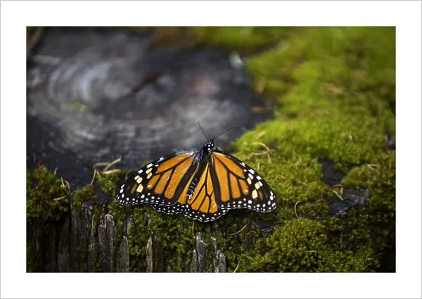 Mexico-Animals-Monarch-Butterflies