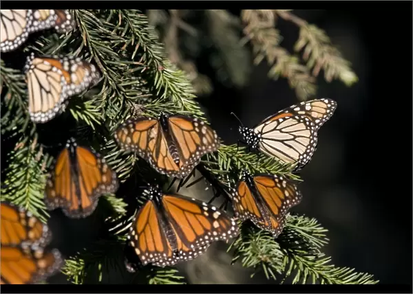 Mexico-Monarch-Butterfly