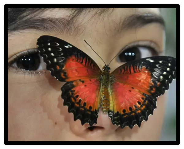 Kyrgyzstan-Nature-Butterfly-Exhibition