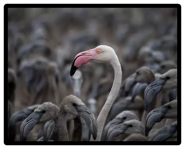 Flamingos, Fuente de Piedra Lake