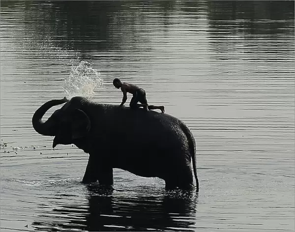 India-Society-Animal-Elephant
