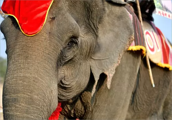 Thirty-five year old elephant named Kham On, arrives to take part in the race during the Buon Don elephant festival