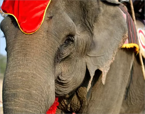 Thirty-five year old elephant named Kham On, arrives to take part in the race during the Buon Don elephant festival