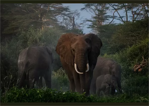 A general view of grazing elephants at Kimana Sanctuary in Kimana, Kenya, on March 2
