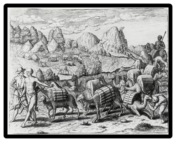 Pack Train of Llamas Laden with Silver from Potosi Mines of Peru, engraved by Theodore de Bry