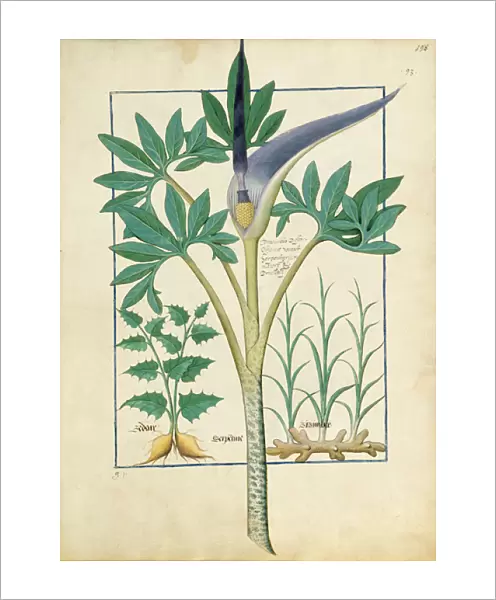 Ms Fr. Fv VI #1 fol. 158r Orchid, illustration from the Book of Simple Medicines