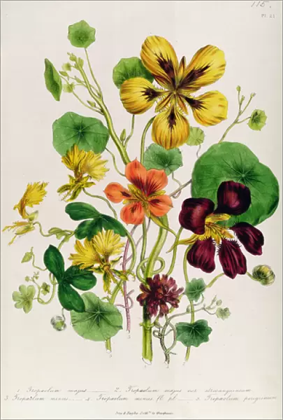 Nasturtium, plate 21 from The Ladies Flower Garden, published 1842