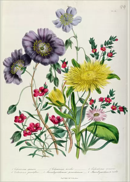 Calandrinia, plate 18 from The Ladies Flower Garden, published 1842
