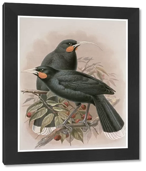 Huia, illustration from A History of the Birds of New Zealand by W. L. Buller