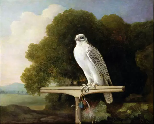 Greenland Falcon (Grey Falcon), 1780 (oil on panel)
