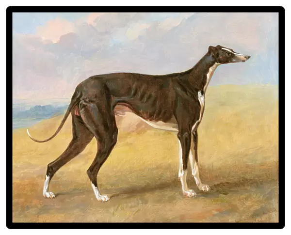 One of George Lane Foxs Winning Greyhounds: the Black and White Greyhound, Turk