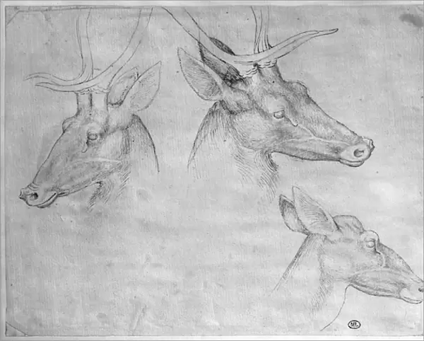 Two heads of stags, one head of a doe, from the The Vallardi Album (pen & ink on paper)