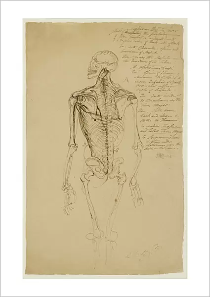Drawing of a Mans Skeleton (brown pen & ink on paper)