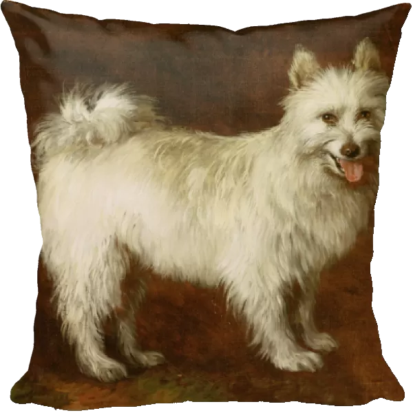 Spitz Dog, c. 1760-70 (oil on canvas)