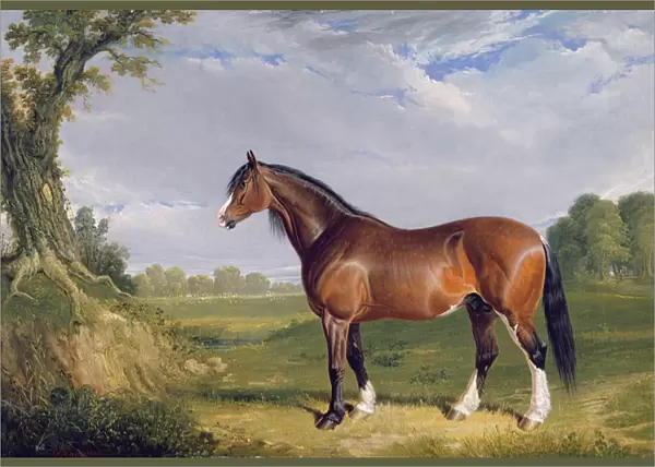 A Clydesdale Stallion, 1820 (oil on canvas)