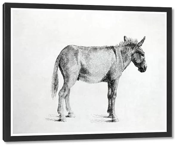 Donkey 1766 (pen and ink on paper) (b  /  w photo)