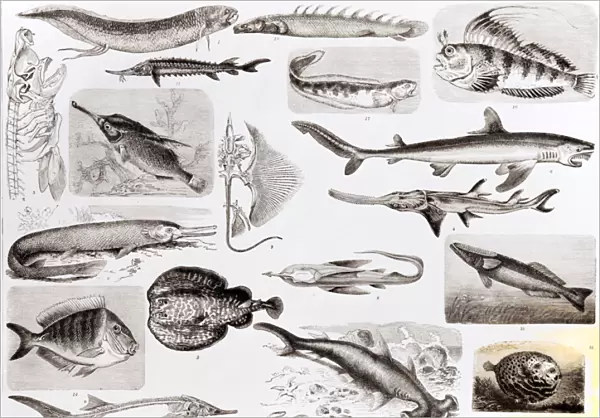 Ichthyology- Elasmobranch, Ganoid and Osseous Fishes (litho) (b  /  w photo)