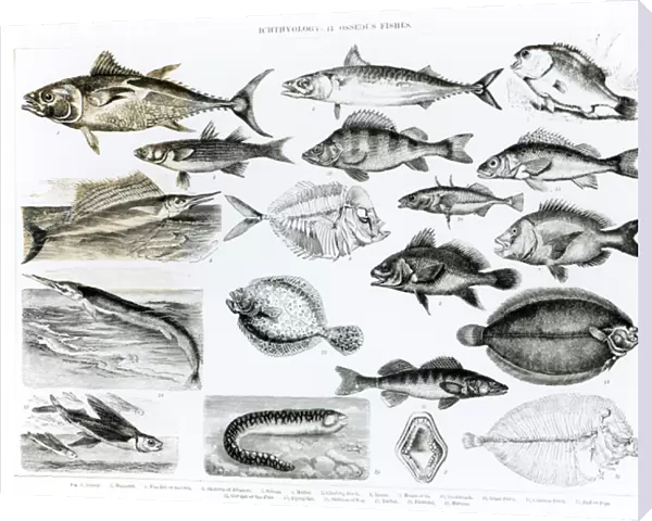 Ichthyology Osseous Fishes (litho) (b  /  w photo)