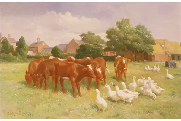 Cows and Ducks