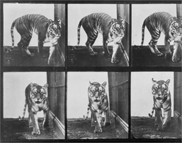 Tiger pacing, from Animal Locomotion, 1887 (b  /  w photo)